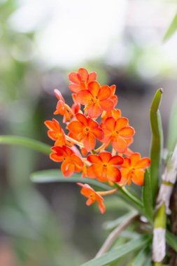 Bahçedeki güzel orkide çiçeği