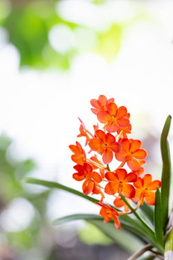 Bahçede kırmızı turuncu orkide