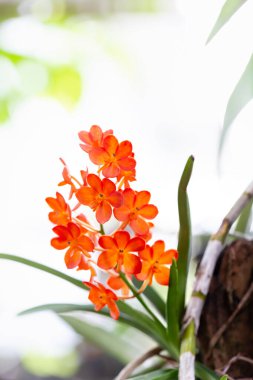 Bahçedeki kırmızı çiçek.