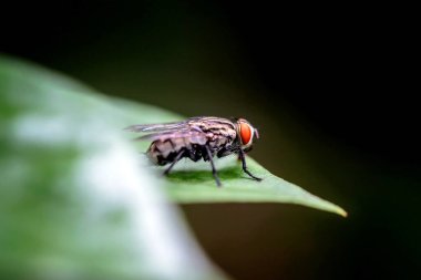 Vahşi doğada böceğe yakın çekim