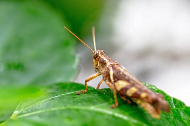 Parktaki yeşil yaprağın üzerindeki çekirgenin yakın görüntüsü