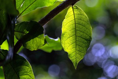 yeşil yapraklar, bitkiler ve yapraklar