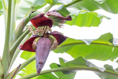 Yeşil muz yaprağıyla muz çiçeği.