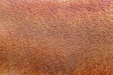 kahverengi at dokusu arkaplanı