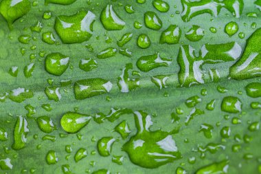 Yeşil yapraklar üstünde su damlaları