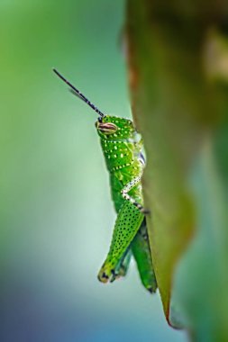 Yeşil bir çekirgenin yakın çekimi.