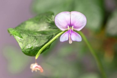 Bahçesinde yeşil yapraklar olan güzel mor çiçeğin yakın görüntüsü. yüksek kaliteli fotoğraf