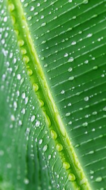 Yeşil yapraklı çiğ damlaları - yakın -