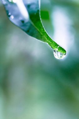 Yeşil yaprak, bitki örtüsü