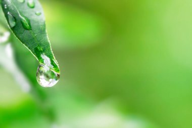 Yaprağın üzerindeki çiy damlaları