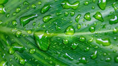 Su damlalı taze yeşil yaprak. Kapat. Doğa.