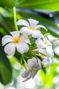 beyaz çiçek ve frangipani