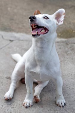 Beyaz köpek thai thai köpeği yetiştirir.