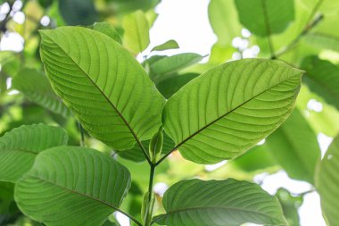 Doğada ağaçta yaprak