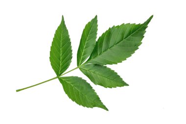 Yeşil yaprak izole. Beyaz arkaplanda yaprak