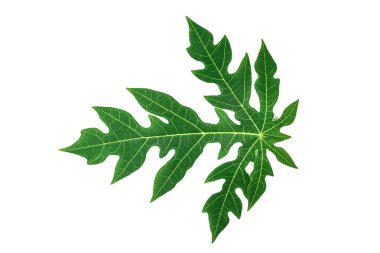 yeşil ağaç yaprağı izole.