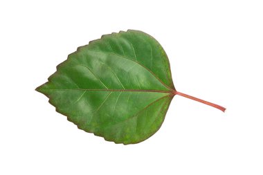Beyaz arkaplanda yeşil yaprak izole edildi