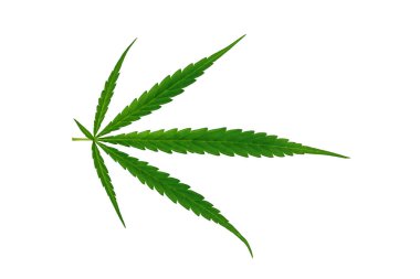 Beyaz üzerinde marihuana yaprağı
