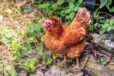 bir çiftlikte tavuk