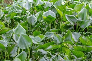 Bahçedeki bir bitkinin yeşil yaprakları