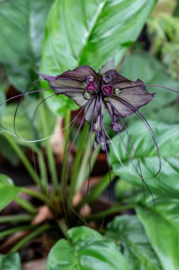 Mor çiçek bahçesinde yakın çekim