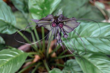 Bahçesinde yaprak olan mor çiçek.