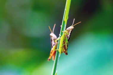 Yaprağın üzerindeki bir kelebeğe yakın.