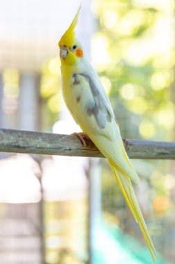 Hayvanat bahçesindeki sarı papağan