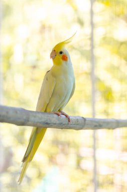 Sarı başlı muhabbet kuşu bir dalda oturuyor.