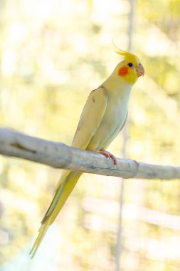 Kafesteki sarı papağan