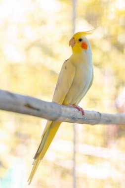 Sarı - hayvanat bahçesindeki gri papağan