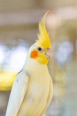 Kafesteki güzel sarı papağan