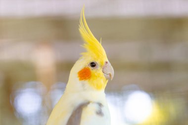 Sarı ve beyaz papağanlara yakın dur.