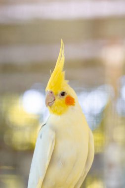 Bahçedeki sarı ve beyaz papağan