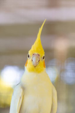 Hayvanat bahçesindeki sarı kuş