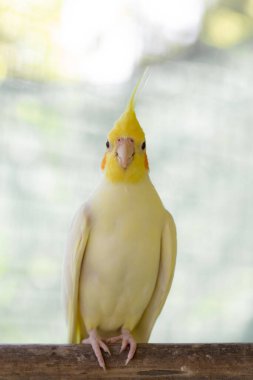 Hayvanat bahçesindeki papağan