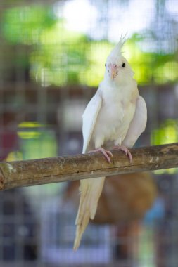 Doğadaki kafeste beyaz güvercin.