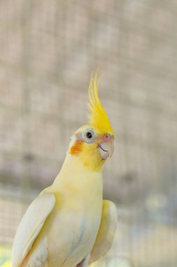 Bahçedeki sarı papağan