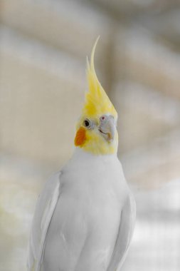 white parrot in the garden