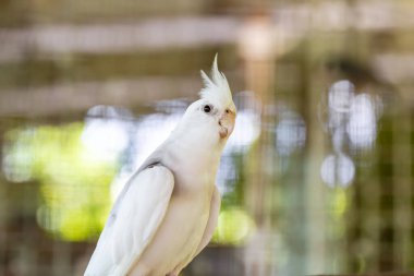 Daldaki beyaz papağan kuşu.