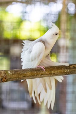 Kafesteki beyaz güvercin