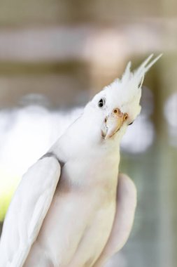 Beyaz bir arka planda beyaz güvercin.