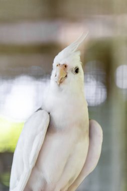 beyaz ve gri kokarca kuşu