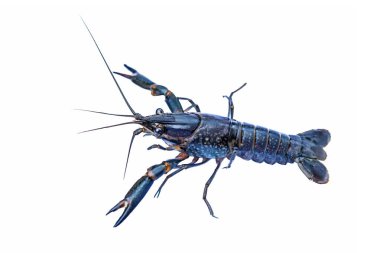 Beyaz arkaplanda kerevit