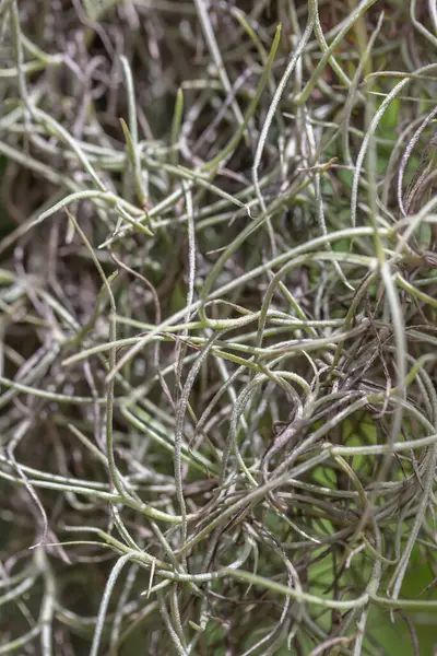 Bir demet yeşil çimenin yakın görüntüsü