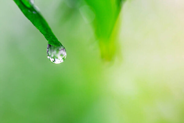 drop of water on green grass