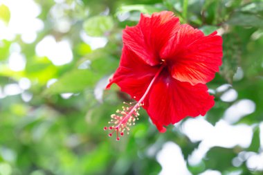 Soyut arkaplanda yarım ton noktalar