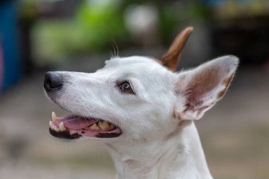 Soyut arkaplanda yarım ton noktalar