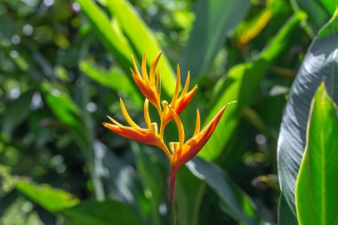 Soyut arkaplanda yarım ton noktalar