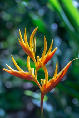 Soyut arkaplanda yarım ton noktalar